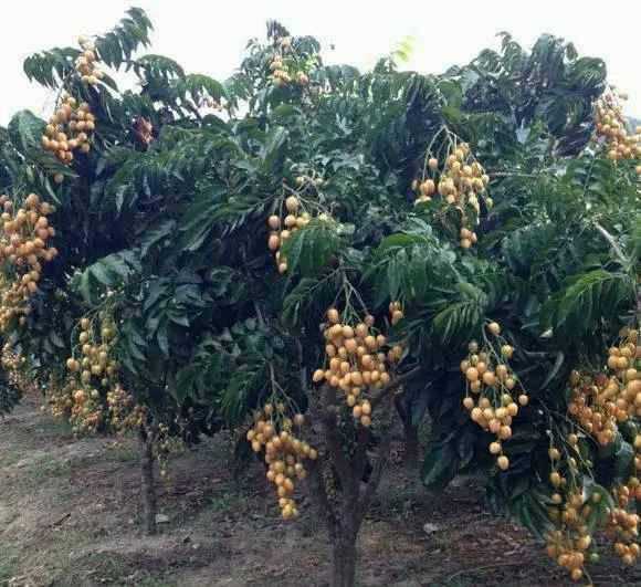 农村种植致富项目：农民种植黄金果，一次种植收益百年，每亩收入高达25000元！