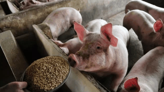 在农村怎么赚钱——在农村投资养猪赚钱吗？看养猪专家到底是如何说的！